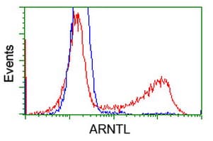 ARNTL / BMAL1 Antibody (clone OTI1D1)