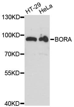 Polyclonal Rabbit anti-Human C13orf34 / BORA Antibody (WB)