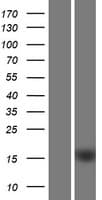 C1orf162 Protein (Over-Expression Lysate Myc-DDK (Flag))