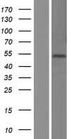 FADS3 Protein (Over-Expression Lysate Myc-DDK (Flag))