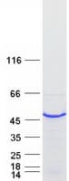 Human DAZAP1 Protein (Recombinant Myc-DDK (Flag))