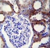 CASP3 / Caspase 3 Antibody (aa219-248)