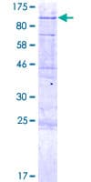Human EFHB Protein (Recombinant GST)