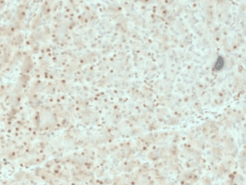 AKT1 Antibody (clone AKT1/2552, Azide-free, BSA-free)