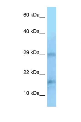 PIN1 Antibody (aa36-85)