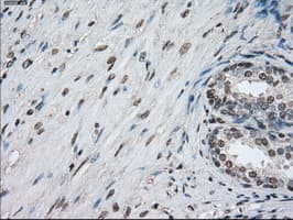 PPP5C Antibody (clone OTI1G2)