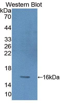 PKIG Antibody (aa1-76, Biotin)