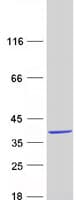 Human C10orf96 Protein (Recombinant Myc-DDK (Flag))