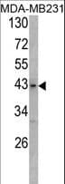 USP12 Antibody (aa315-345)
