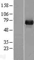 UROC1 Protein (Over-Expression Lysate Myc-DDK (Flag))
