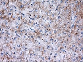 RAB17 Antibody (clone OTI4E7, Carrier-free)