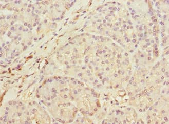 PEG1 / MEST Antibody