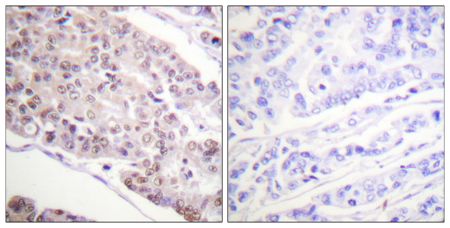 Histone H4 Antibody (Acetyl-Lys8)