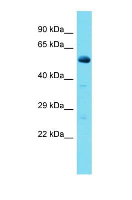 CCDC174 Antibody (aa230-279)