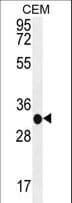 B3GAT3 Antibody (aa293-321)