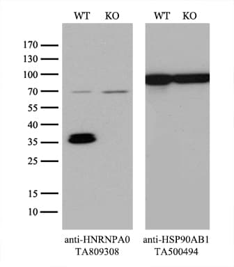 HnRNP A0 Antibody (aa139-183, clone OTI8H8)