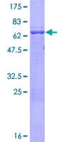Human ARMC8 Protein (Recombinant GST)
