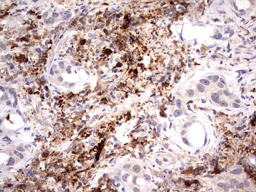 TRIM27 Antibody (clone OTI4D4)