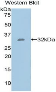 GPI Antibody (aa308-558)