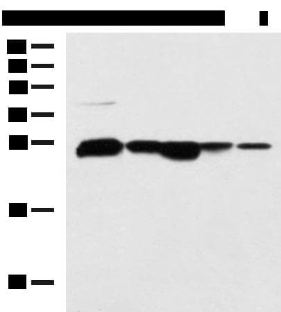 CCDC134 Antibody