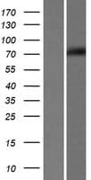EDEM1 / EDEM Protein (Over-Expression Lysate Myc-DDK (Flag))