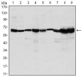 Monoclonal Mouse anti-Human PRMT4 / CARM1 Antibody (clone 3H2, IHC, IF, WB)