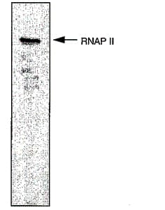 POLR2A / RNA polymerase II Antibody (phospho-Ser, clone 4H8)