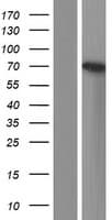 RTF1 Protein (Over-Expression Lysate Myc-DDK (Flag))
