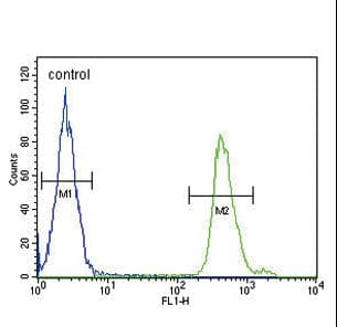Polyclonal Rabbit anti-Human SMAD3 Antibody (aa186-215, IHC, IF, WB)