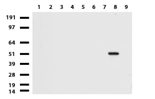 Peripherin Antibody (clone UMAB202, Carrier-free)