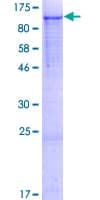 Human NELL2 Protein (Recombinant GST)