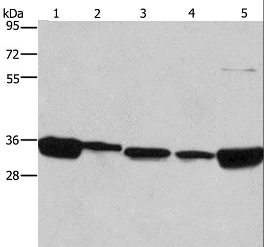Polyclonal Rabbit anti-Human ELAVL1 / HUR Antibody (IHC, WB)