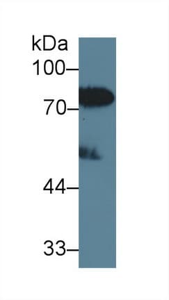 LBP Antibody (aa27-481)