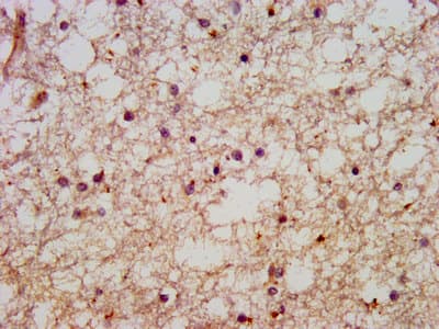 HACE1 Antibody