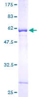 Human NAT6 / FUS2 Protein (Recombinant GST)