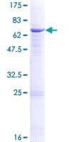 Human FUT1 / HSC Protein (Recombinant GST)