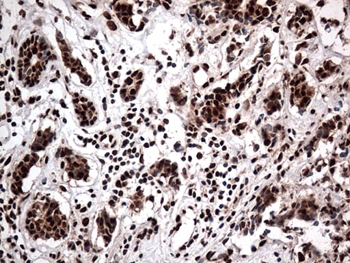 KARS Antibody (clone OTI1E7, Carrier-free)