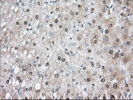 PDE4A / PDE4 Antibody (clone OTI1C8)