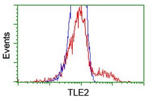 TLE2 Antibody (clone OTI5A6)