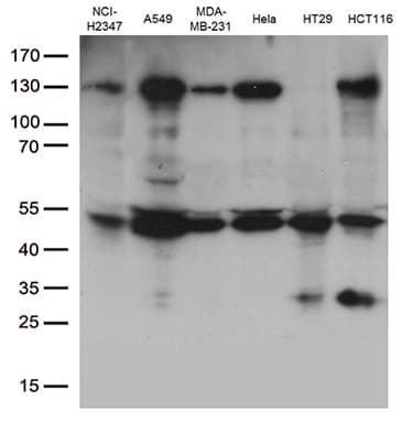 PDCD2L Antibody (clone OTI4H4)