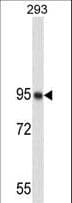 NCL / Nucleolin Antibody