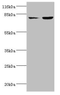 ACSL4 / FACL4 Antibody