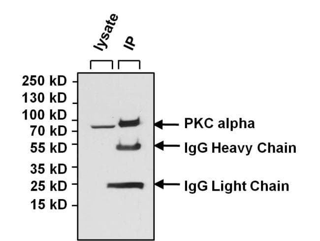 Goat Anti-Mouse IgG Secondary Antibody (HRP)