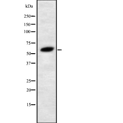 FUBP3 Antibody