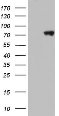 HNRPM / HNRNPM Antibody (aa1-261, clone OTI4C9)