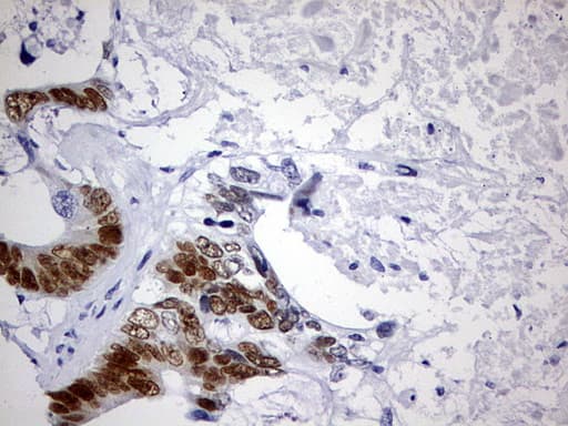 Monoclonal Mouse anti-Human CDX2 Antibody (clone 2G5, Carrier-free, IHC, WB)