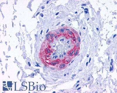 PathPlus™ ADRA1D / Adrenoceptor alpha 1D Antibody (Cytoplasmic Domain)