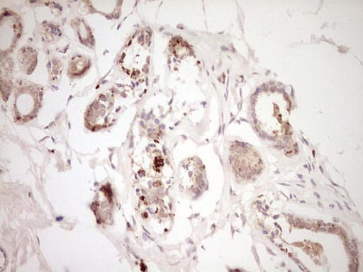 ADAMTS4 Antibody (aa296-577, clone OTI6F8, Carrier-free)