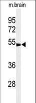 GABRG3 Antibody (aa1-29)
