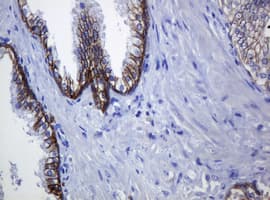 CDH1 / E Cadherin Antibody (clone OTI4F1)
